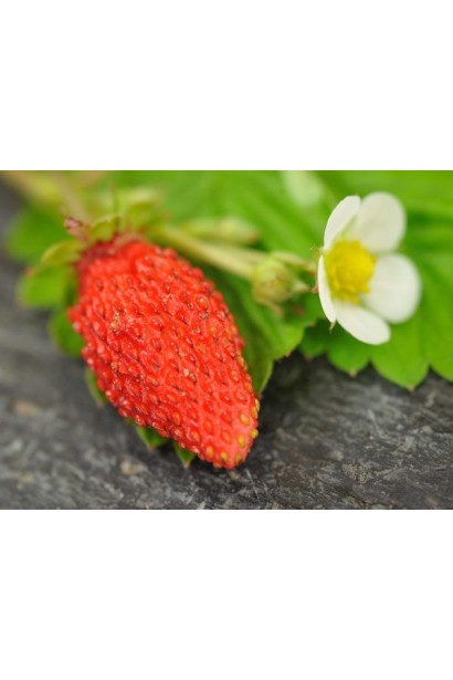 Суниця ремонтантна Барон Солемахер