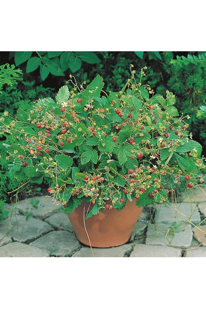 Суниця садова Барон Солемахер в контейнері