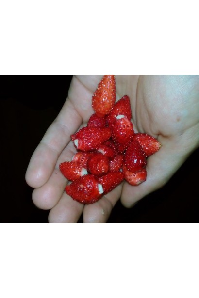 Суниця Барон Солемахер конічні червоні плоди