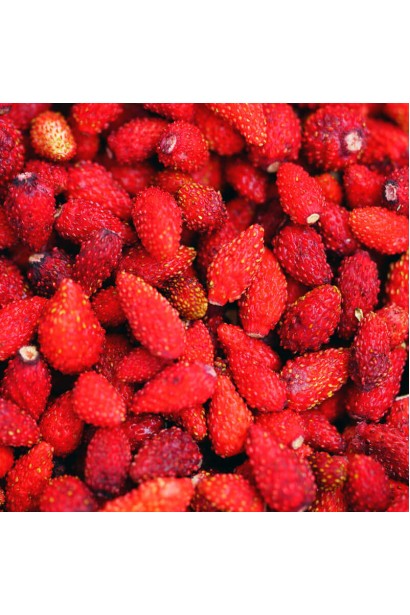 Суниця садова Барон Солемахер 