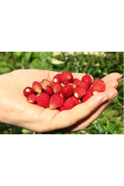 Fragaria Baron Solemacher