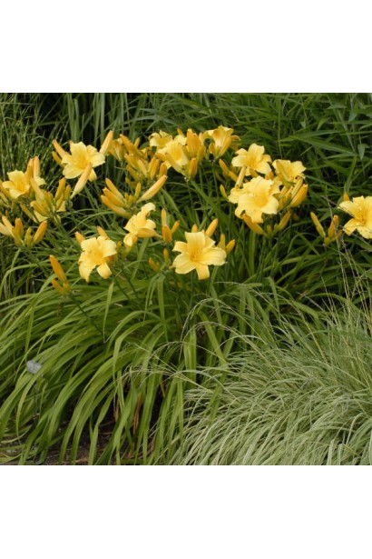 Лілійник Мері Тодд великоквітковий багаторічник