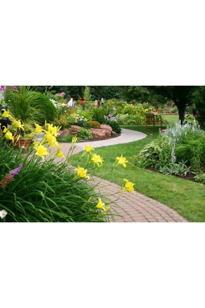 Лілійник гібридний Мері Тодд в ландшафті