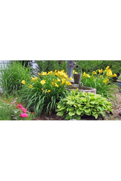 Лілейник Mary Todd використання в ландшафтному дизайні