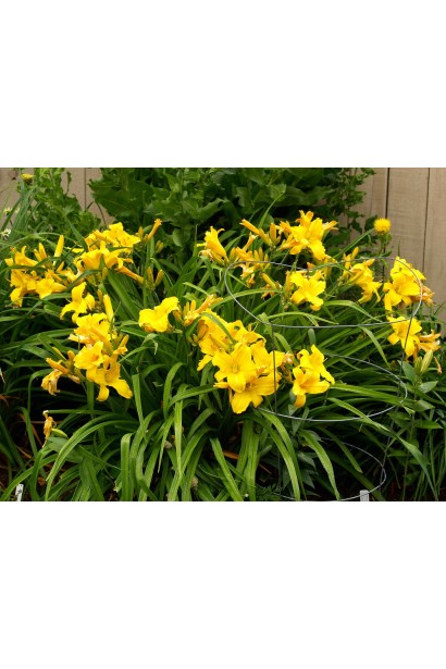 Лілійник гібридний Мері Тодд