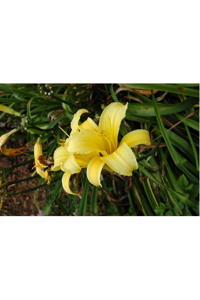 Лілійник великоквітковий Мері Тодд