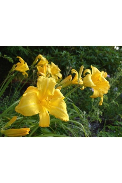 Лілійник Мері Тодд великі гофровані жовті квіти