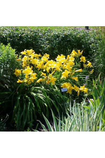 Hemerocallis hybrida Mary Todd