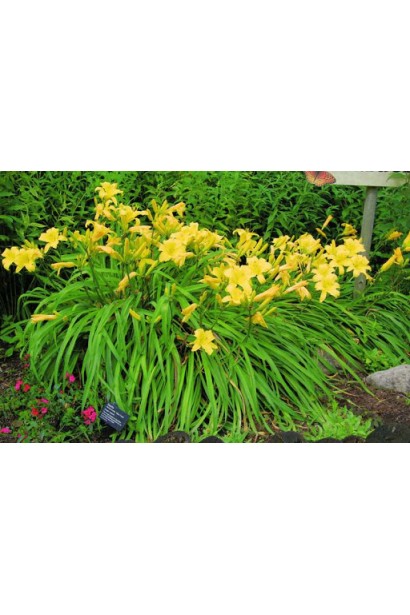 Лілійник Мері Тодд розлогий кущ з вузьким мечоподібним листям