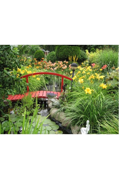 Лілійник Мері Тодд біля водойми в парковій зоні