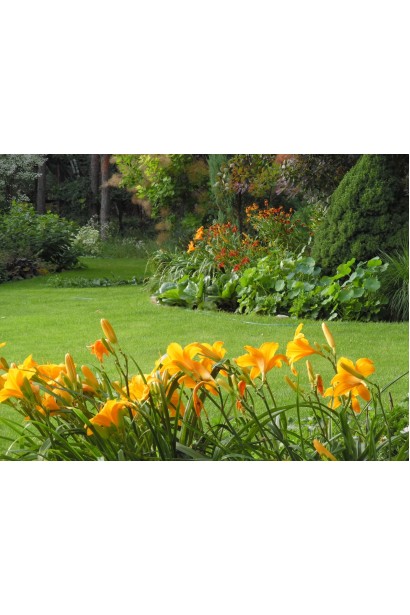 Лілійник жовтий Мері Тодд