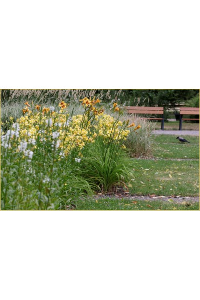 Лілійник жовтий Мері Тодд серед інших трав