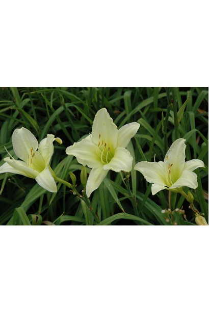 Лилейник гибридный Айс Карнивал