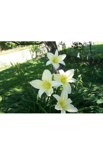 Лилейник белый Айс Карнивал