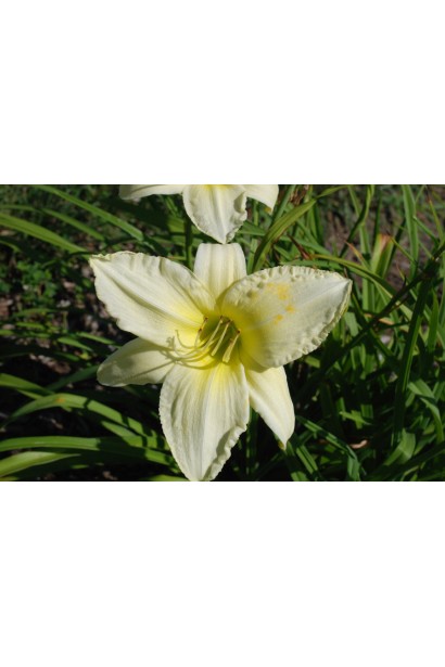 Лилейник Айс Карнивал белый цветок с лимонной серединой