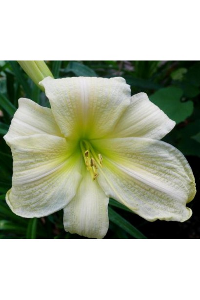Hemerocallis hybrida Ice Carnival