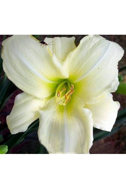 Лилейник Ледяной карнавал