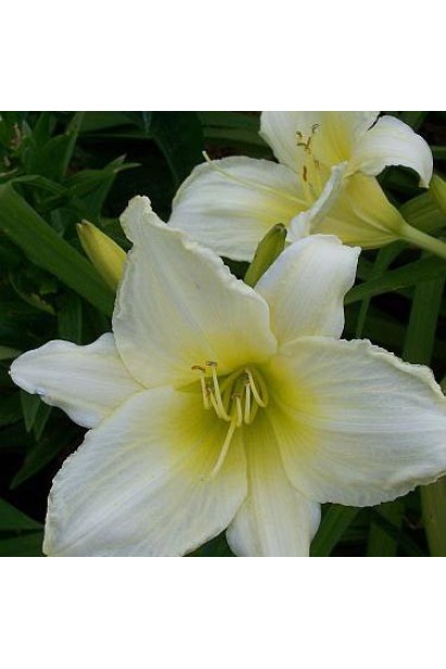 Лилейник Ice Carnival