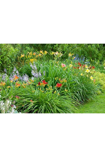 Лілійник Чарльз Джонстон в ландшафті