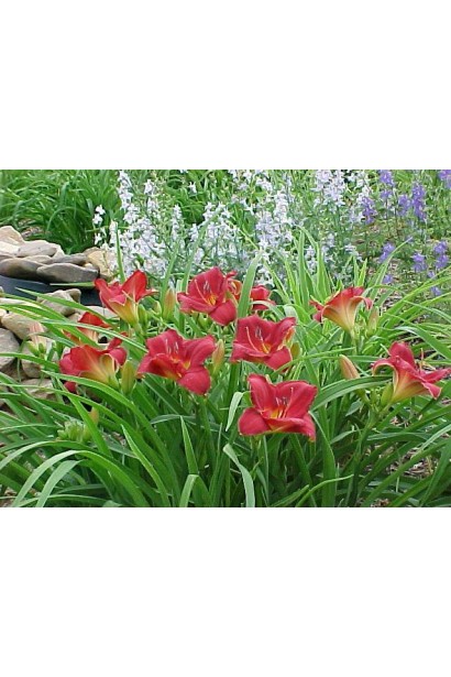 Лілійник Чарльз Джонстон квітучий розлогий кущ з мечоподібним листям