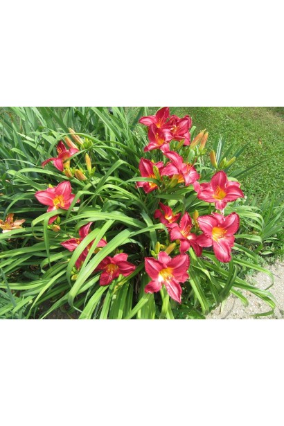 Hemerocallis hybrida Charles Johnston