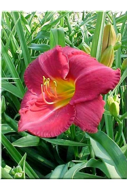 Лілійник гібридний Чарльз Джонстон