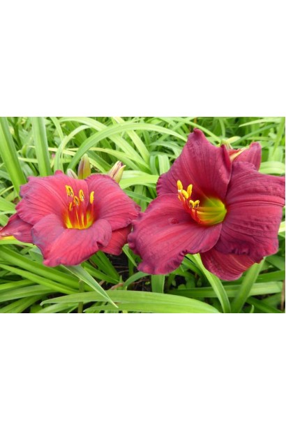 Лілійник бордовий Чарльз Джонстон