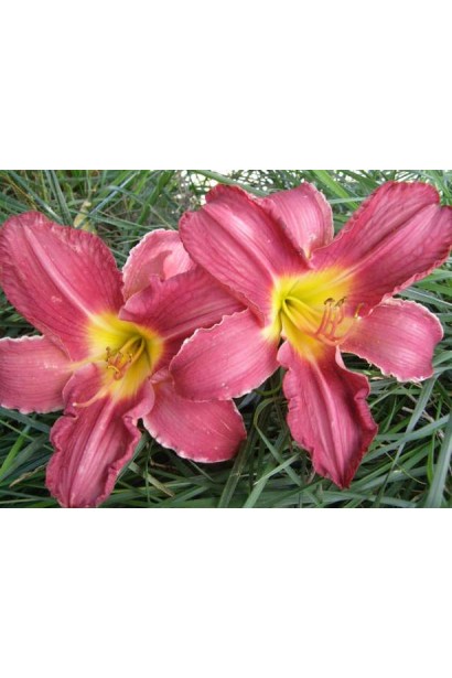 Лілійник Чарльз Джонстон великі червоні квіти з жовтою горловиною