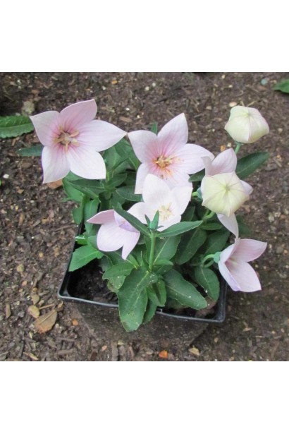 Великі дзвоникоподібні квіти платикодона створюють романтичний акцент.