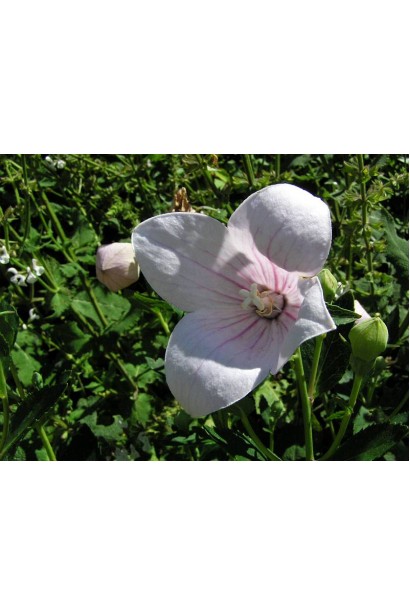 Астра Пінк: низькоросла рослина з великими рожевими дзвониками.