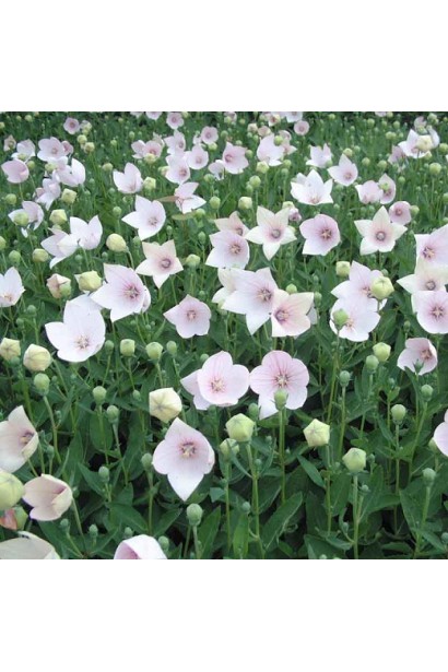 Платикодон Астра Пінк: компактний кущ із чарівними рожевими бутонами.