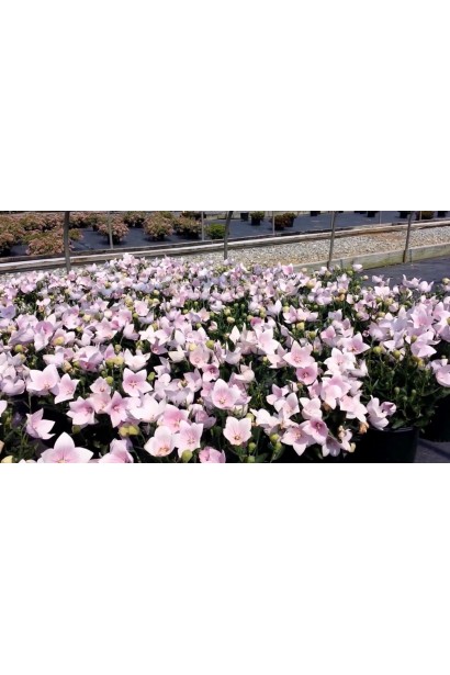 Кущ платикодона Астра Пінк прикрасить клумби і квітники.