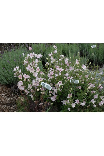 Рожевий платикодон Астра Пінк гармонійно вписується в романтичний сад.