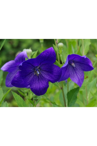 Великі дзвоникоподібні квіти платикодона створюють ефектний акцент.