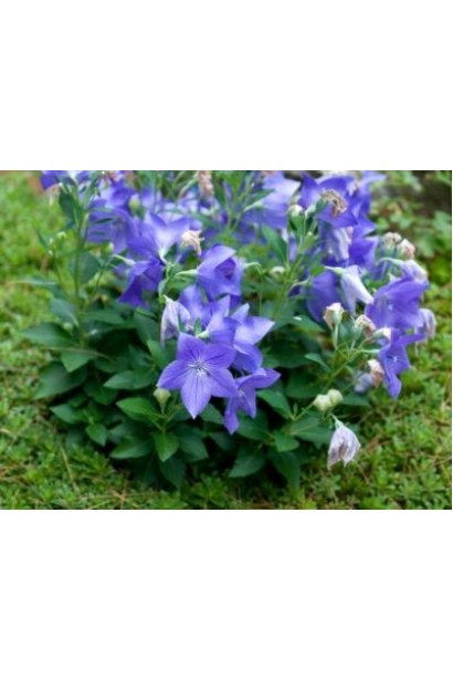 Кущ платикодона великоквіткового з витонченими бутонами й ніжним листям.