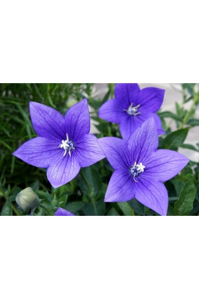 Квітучий платикодон Астра Блю: сині зірки на зеленому фоні.