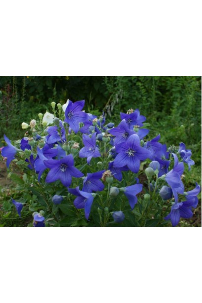 Астра Блю: низькорослий платикодон із великими синіми квітами.