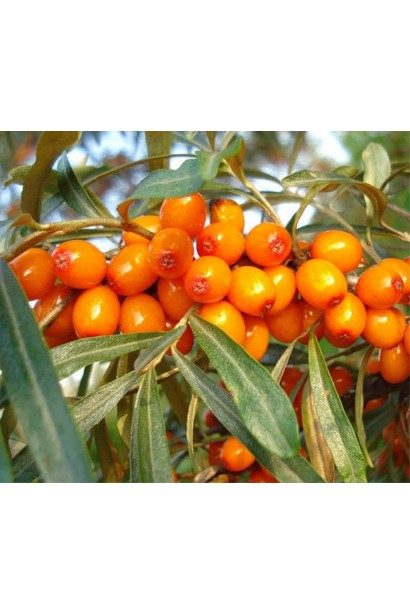 Hippophae rhamnoides Eva