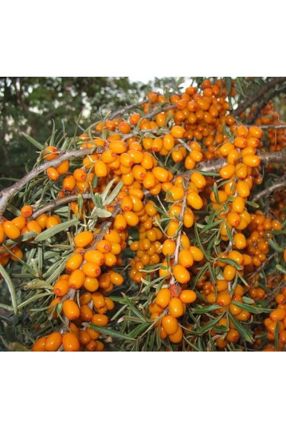 Облепиха обыкновенная Ева плоды