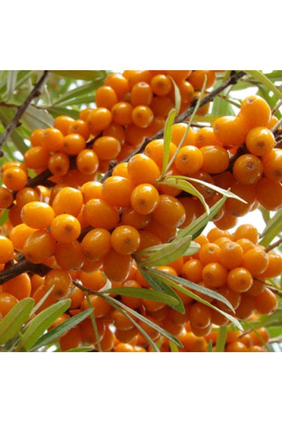 Облепиха крупноплодная Ева