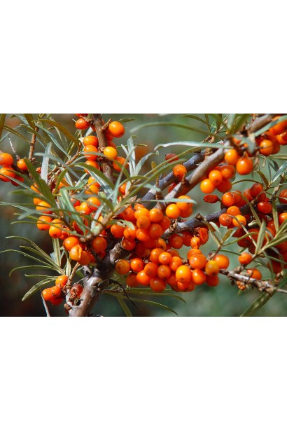 Облепиха обыкновенная Ева плоды