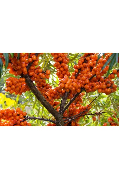 Hippophae rhamnoides Velycan