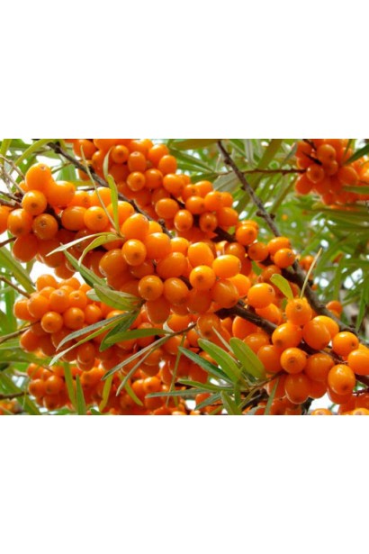 Плоды облепихи обыкновенной Великан 