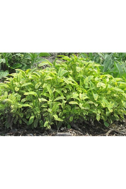 Листя шавлії Варієгата для аромату й кулінарії.