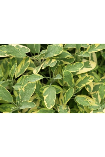 Кущ шавлії Варієгата — лікувальна рослина з декоративним виглядом.