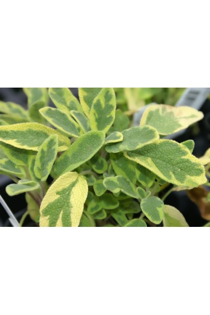 Шавлія Варієгата з декоративним строкатим листям.