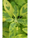 Шалфей лекарственный Вариегата | Шавлія лікарська Варієгата | Salvia officinalis Variegata