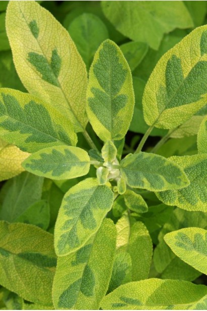 Salvia officinalis Variegata: краса і користь у саду.