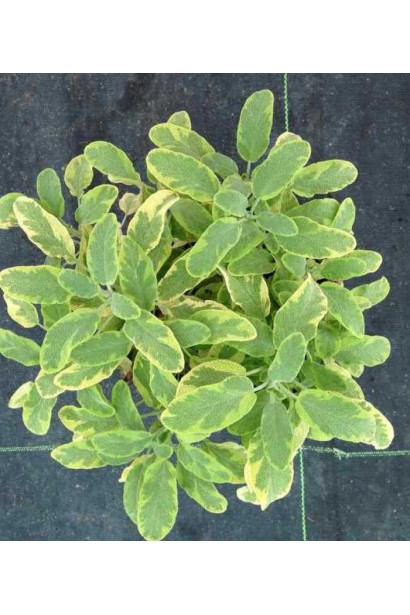 Шавлія Варієгата: декоративна і лікувальна рослина.