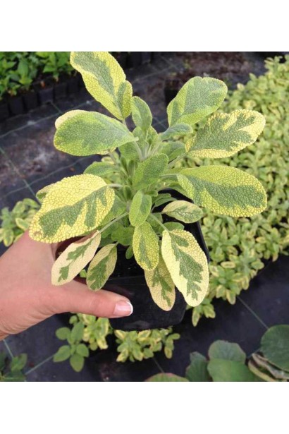 Шавлія лікарська Варієгата із унікальним забарвленням.